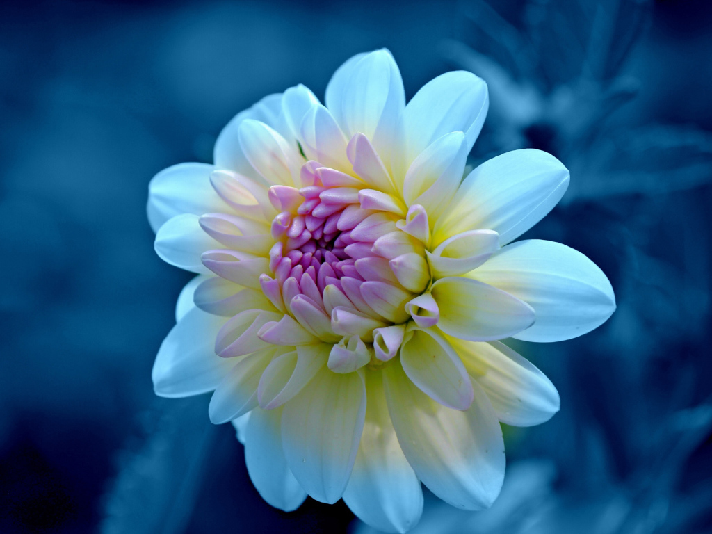 Нежная белая георгина с сиреневой серединкой крупным  планом