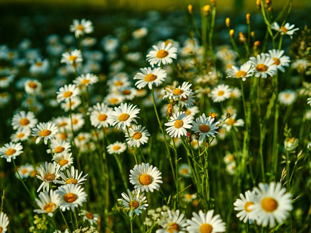 Нежные белые полевые ромашки в лучах солнца