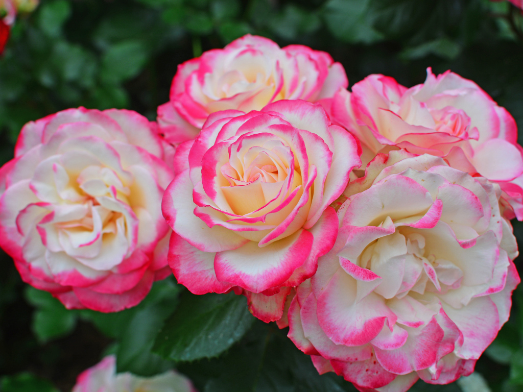 Нежные белые садовые розы с розовыми краями