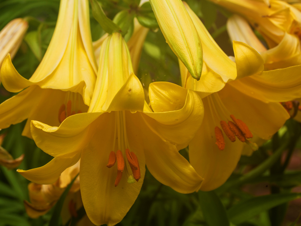 Нежные желтые лилии крупным планом