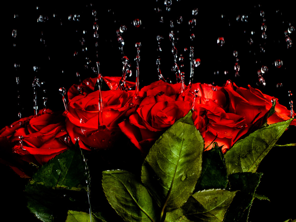 Капли воды стекают на красные розы на черном фоне