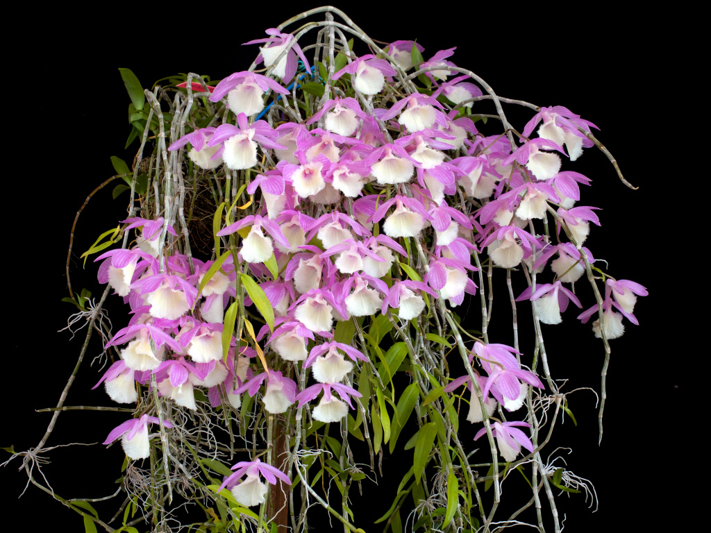 Экзотические розово-белые орхидеи на черном фоне