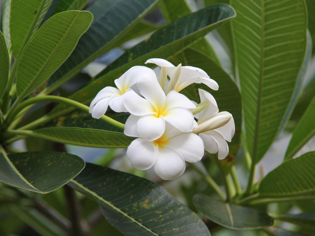 Цветение красивых нежных белых цветов плюмерия