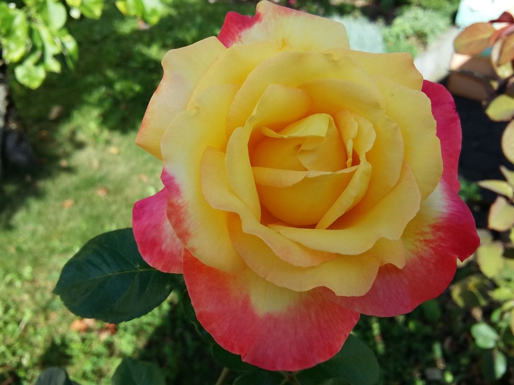 Садовая роза сорт Восточный экспресс 