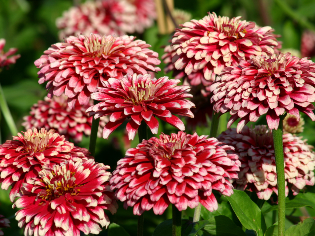 Садовые цветы циния крупным планом