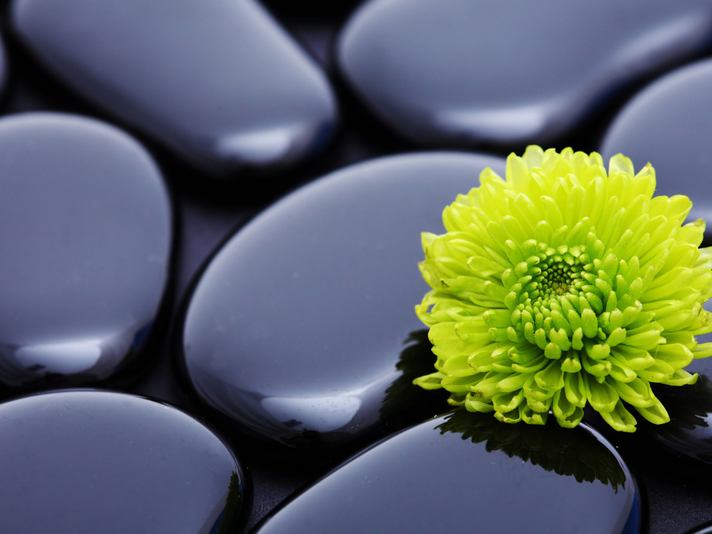 Зеленая хризантема на черных камнях 