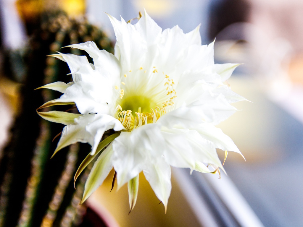 Зеленый колючий кактус с белым цветком 