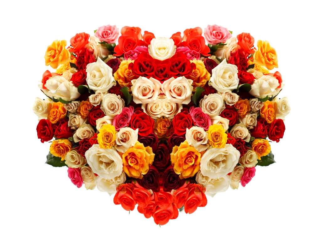 Сердце из разноцветных роз на белом фоне