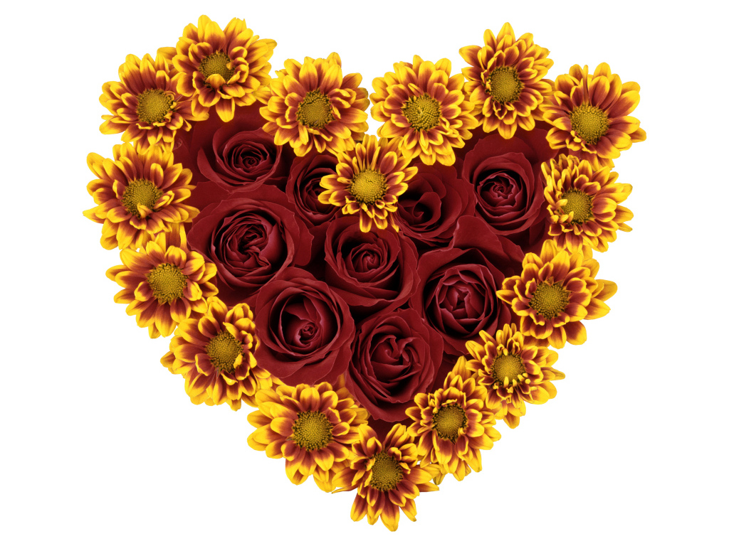 Сердце из роз и цветов хризантемы на белом фоне