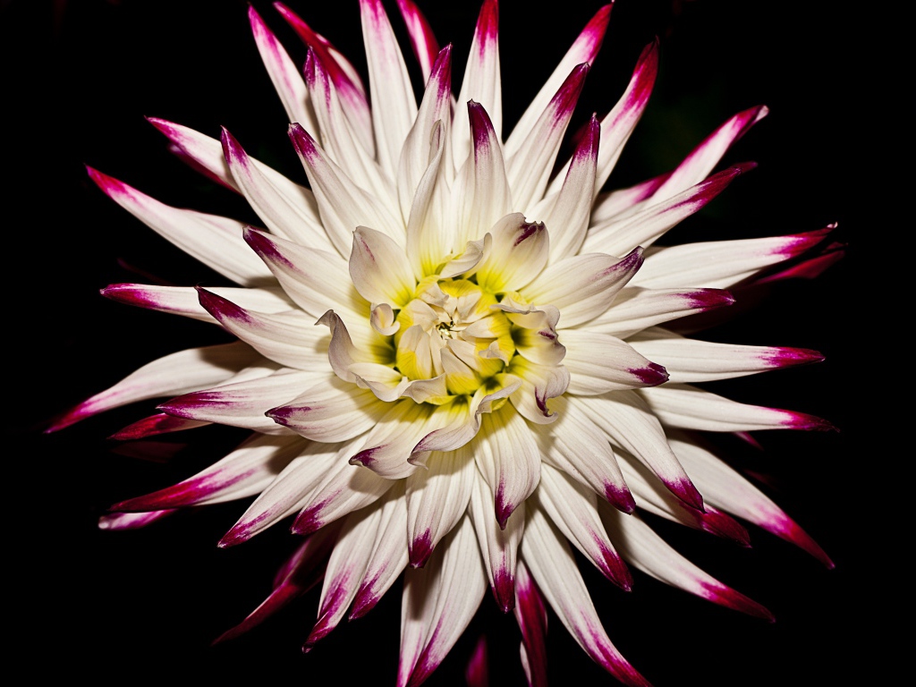 Крупная белая георгина  на черном фоне 