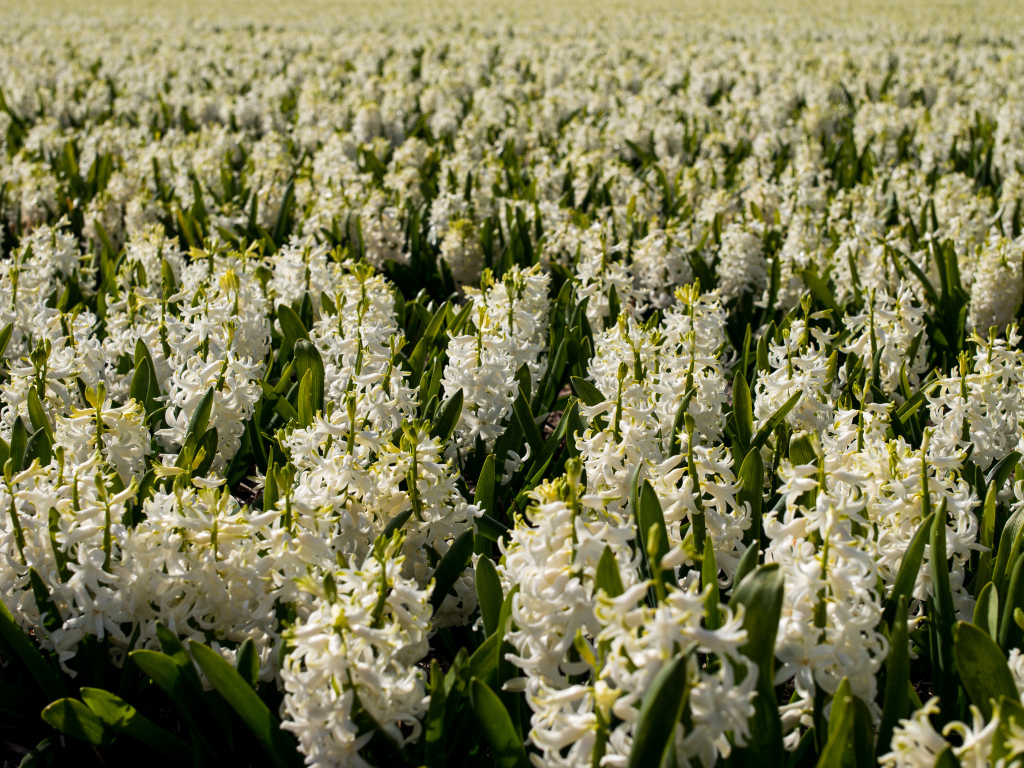 Большое поле белых гиацинтов