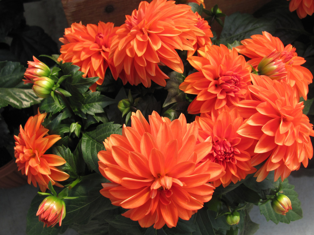 Большие оранжевые георгины крупным планом