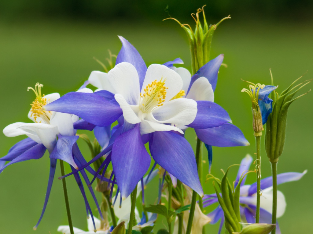 Сиренево- белые цветы водосбор на зеленом фоне