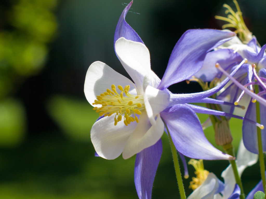 Сиреневый цветок колокольчик крупным планом 