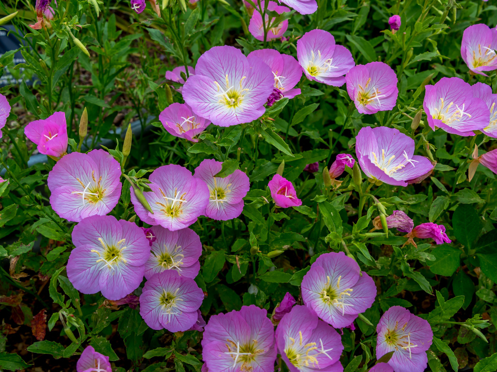 Сиреневые летние цветы крупным планом 