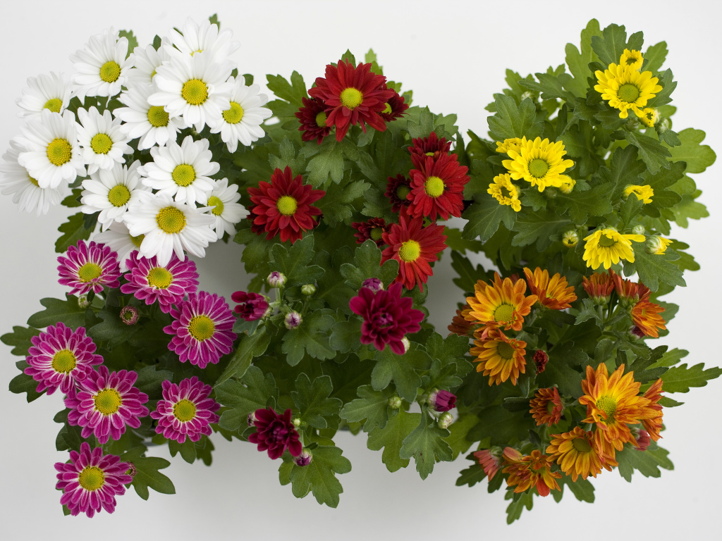 Разноцветные красивые цветы хризантемы на белом фоне