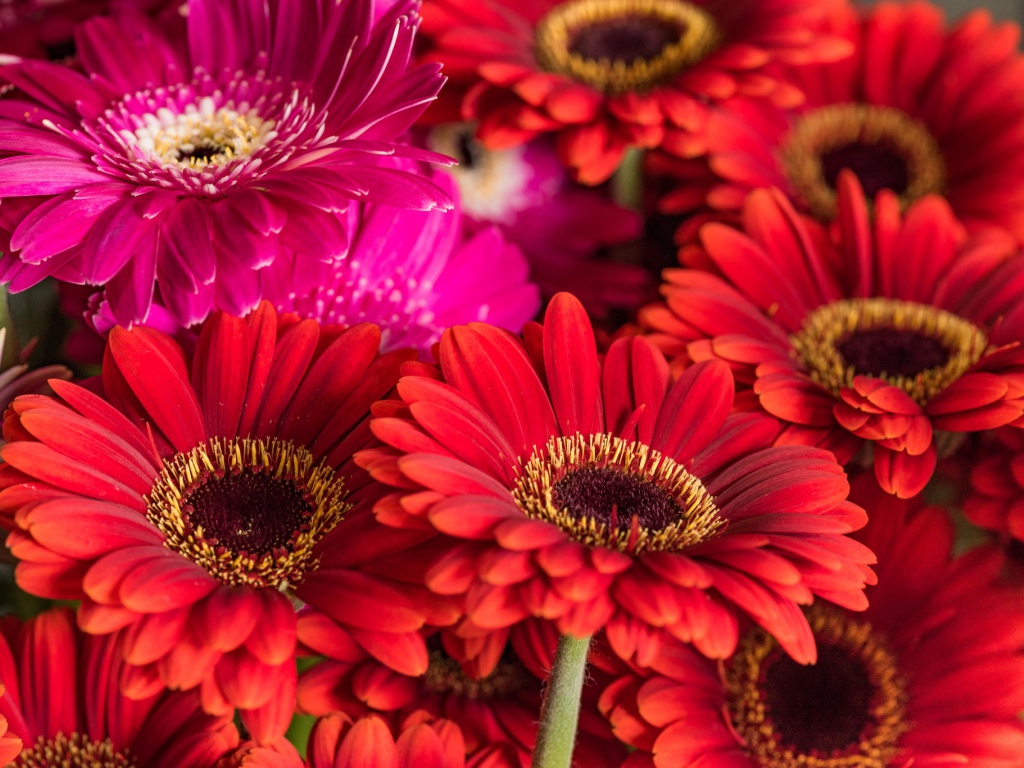 Разноцветные красивые  цветы герберы