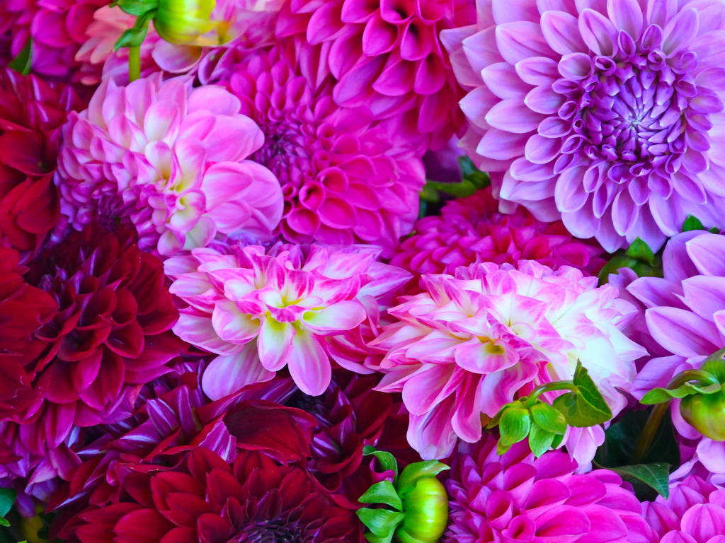 Разноцветные георгины крупным планом