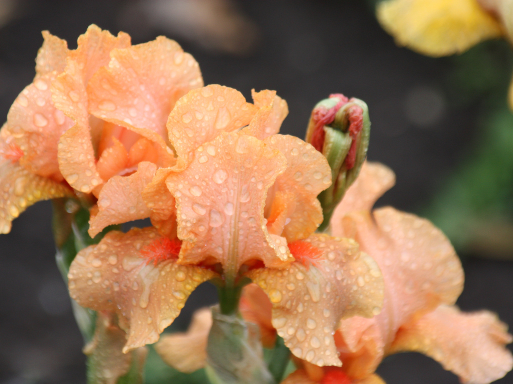 Оранжевые ирисы в каплях росы крупным планом