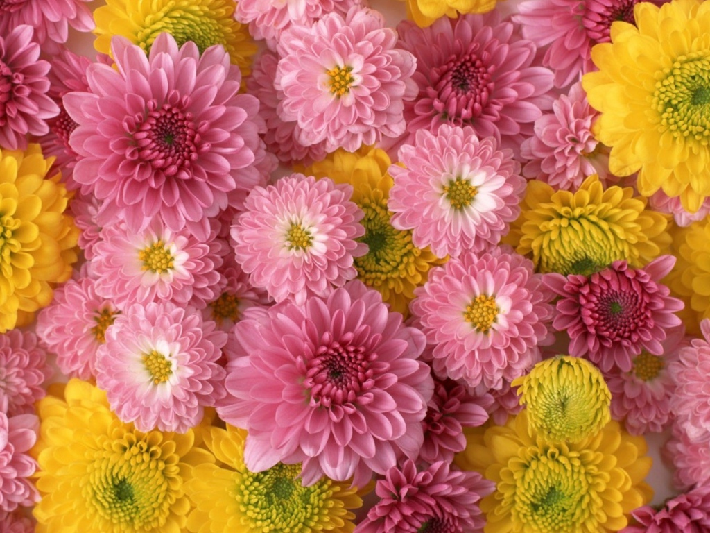 Розовые и желтые красивые цветы георгины  