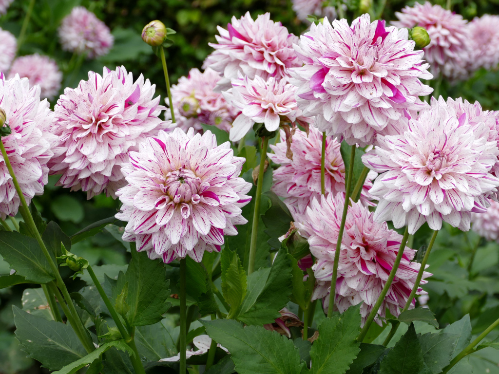 Розовые цветы георгины крупным планом