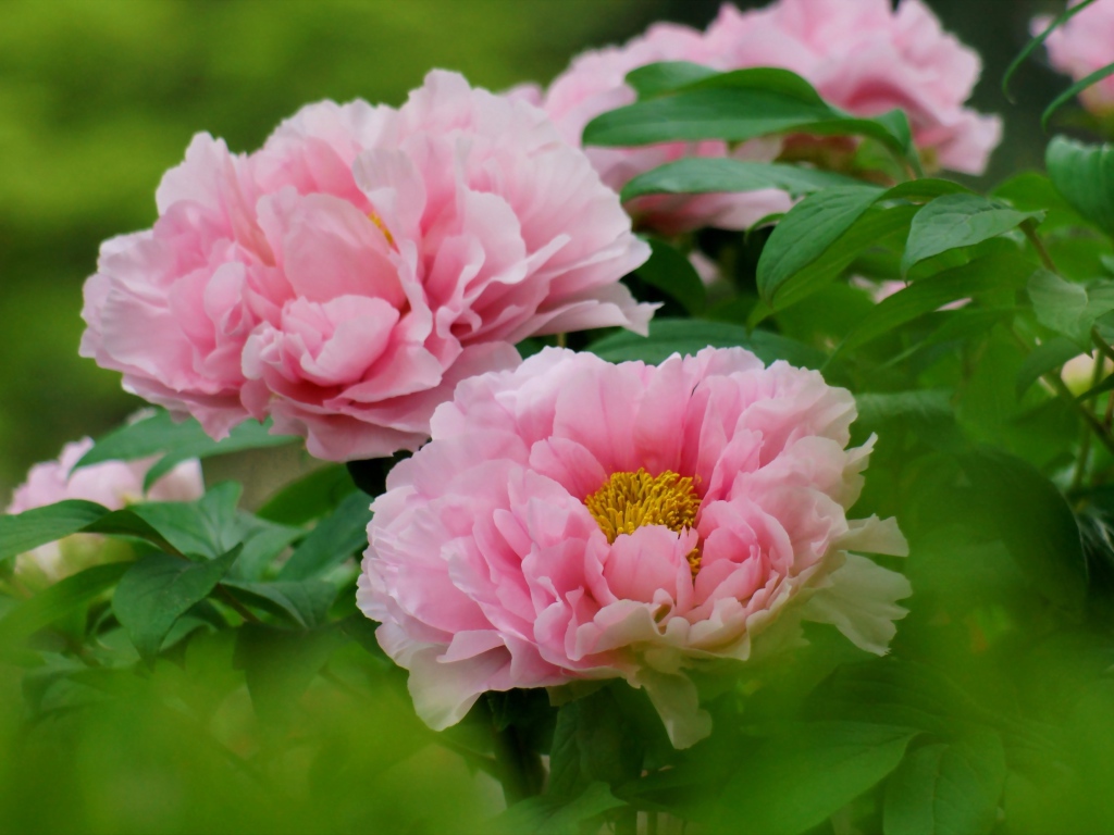 Розовые цветы садового пиона крупным планом