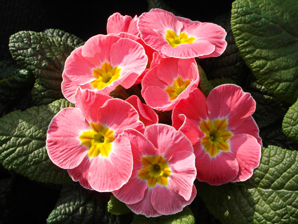 Розовые цветы примула крупным планом