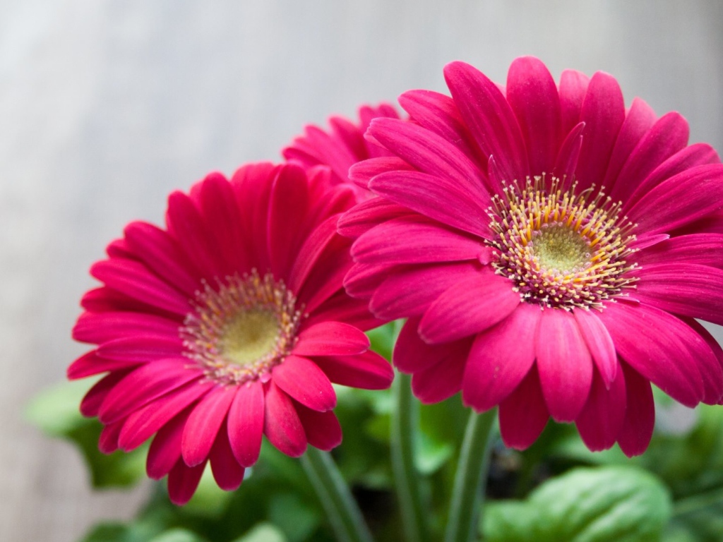 Розовые садовые цветы герберы 