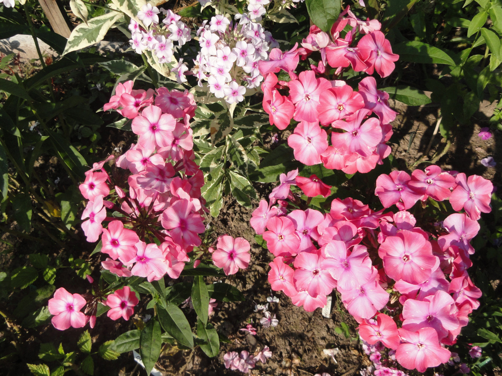 Розовые садовые цветы флоксы крупным планом