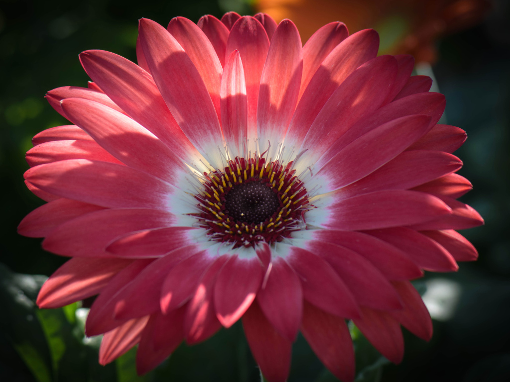 Розовая гербера в солнечном свете крупным планом