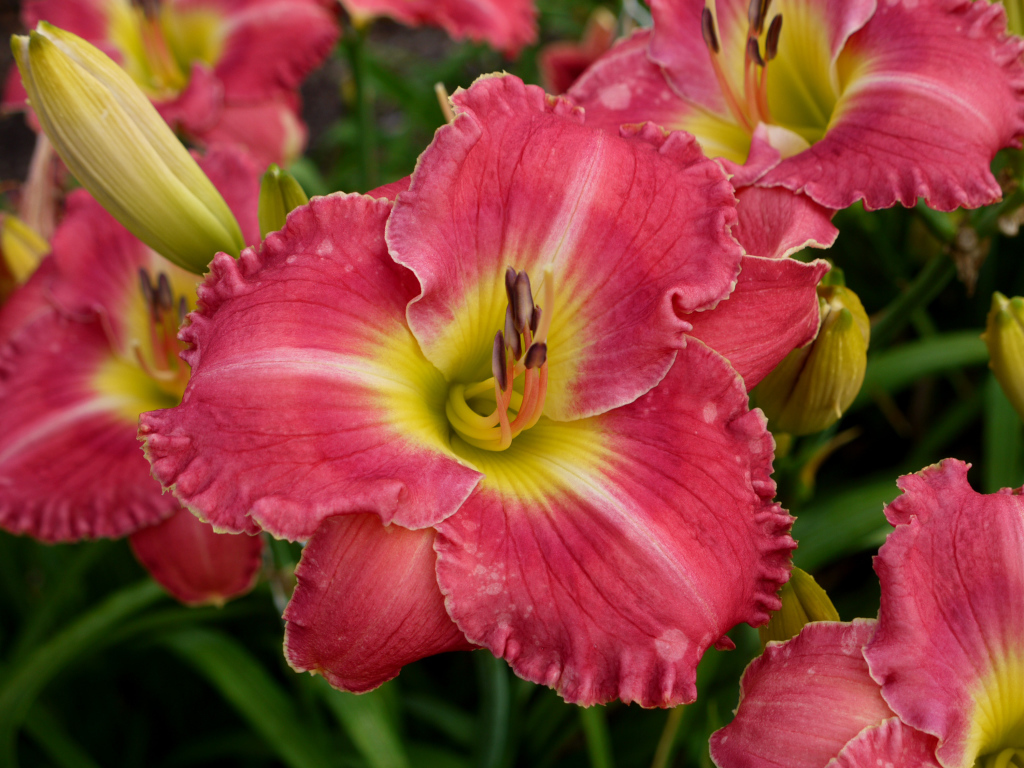 Розовые лилии с бутонами крупным планом