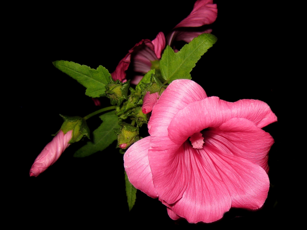 Розовые цветы мальва крупным планом на черном фоне 