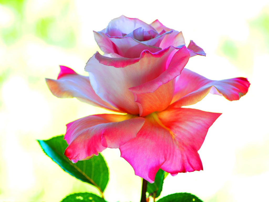 Розовый цветок розы крупным планом