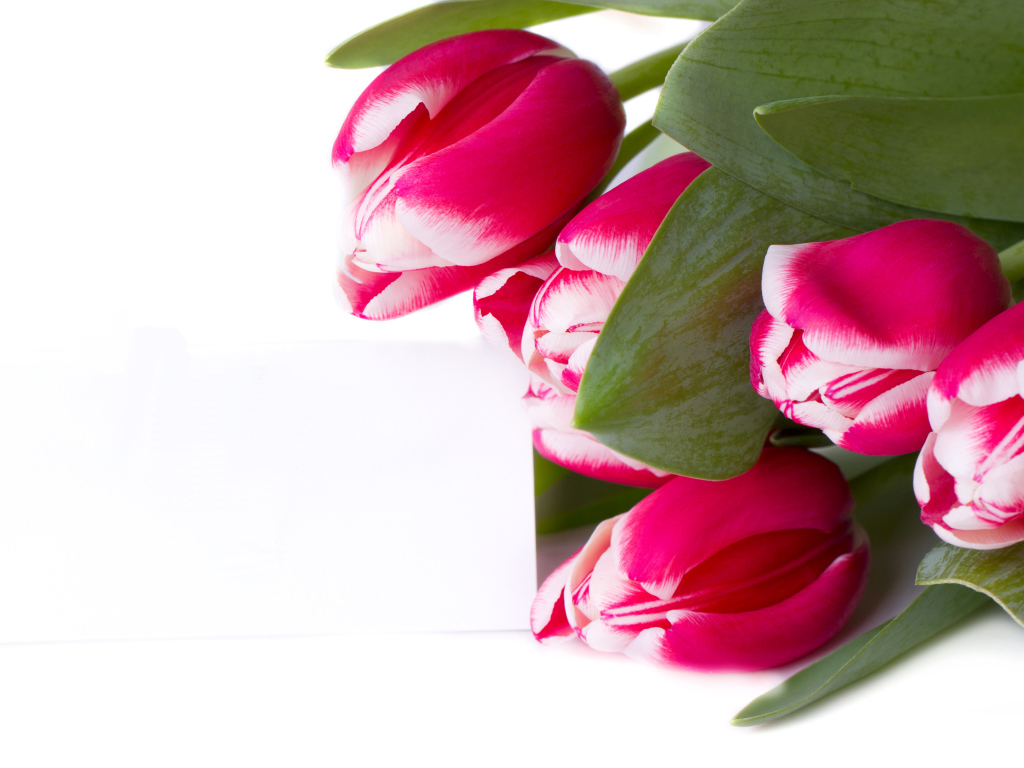 Розовые тюльпаны на белом фоне 