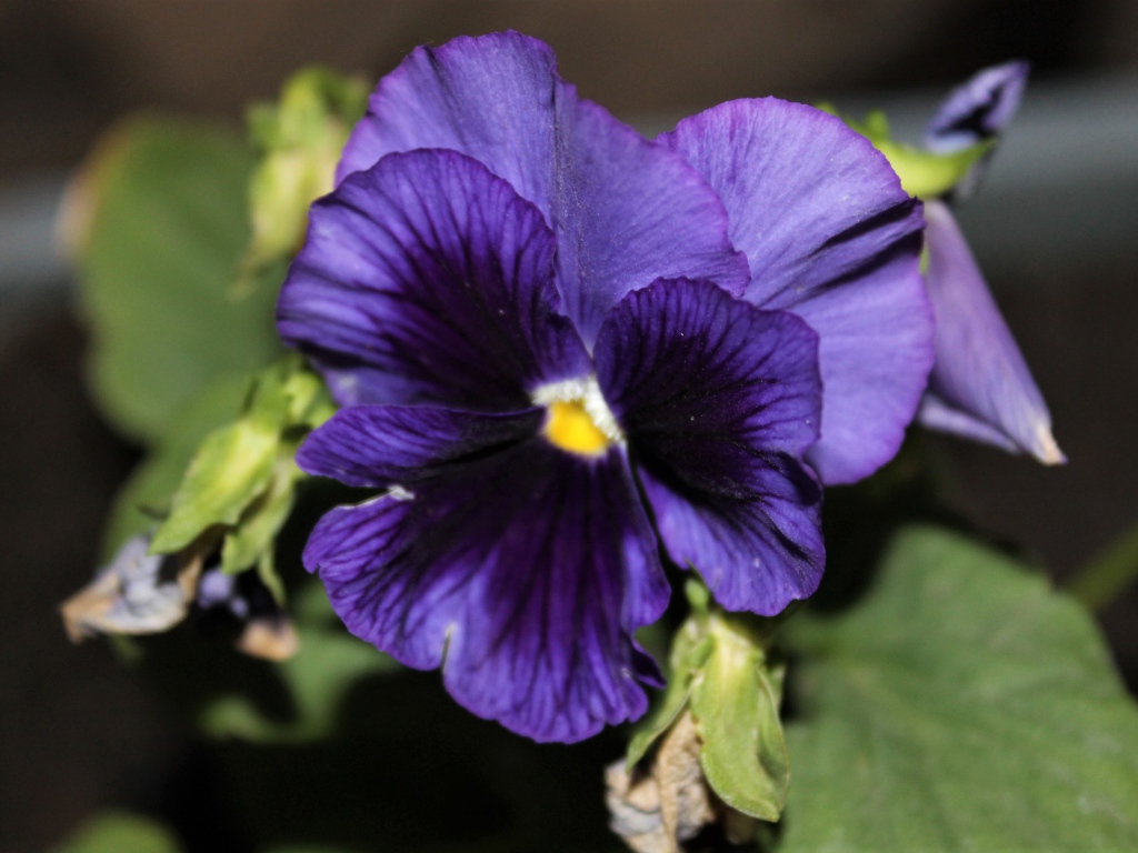 Фиолетовый цветок анютины глазки крупным планом