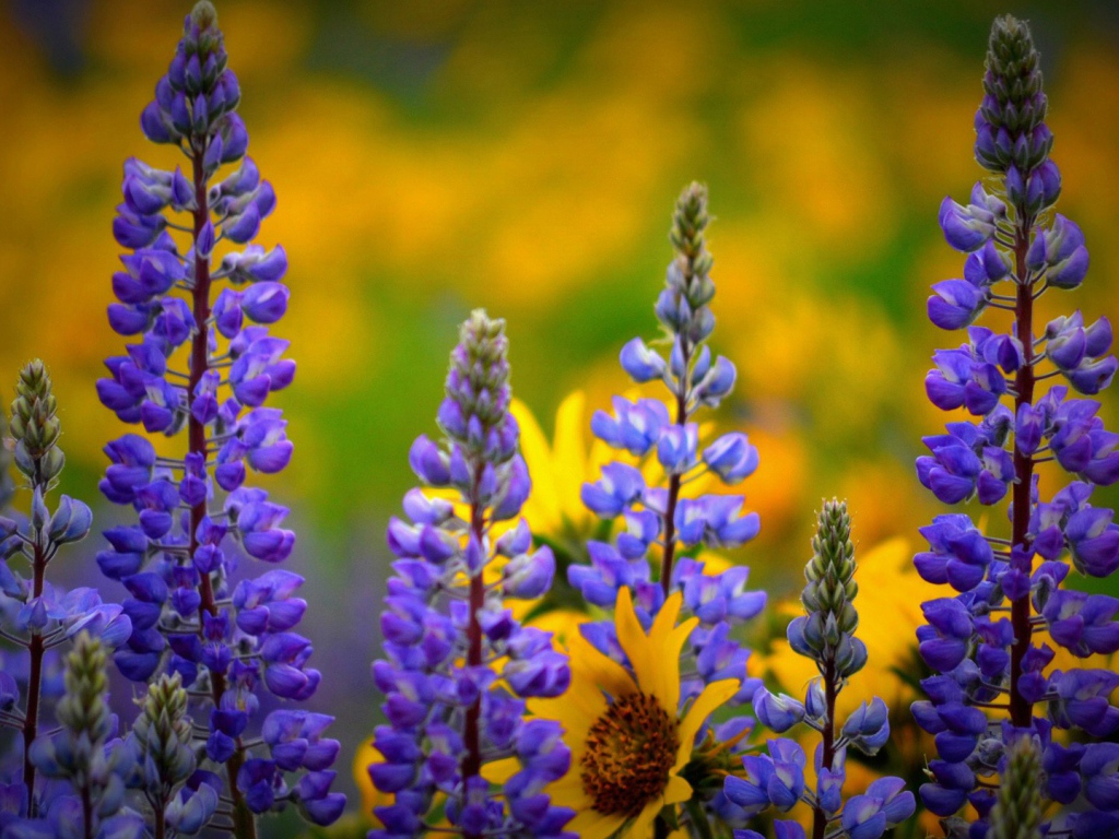 Сиреневые полевые цветы люпин 