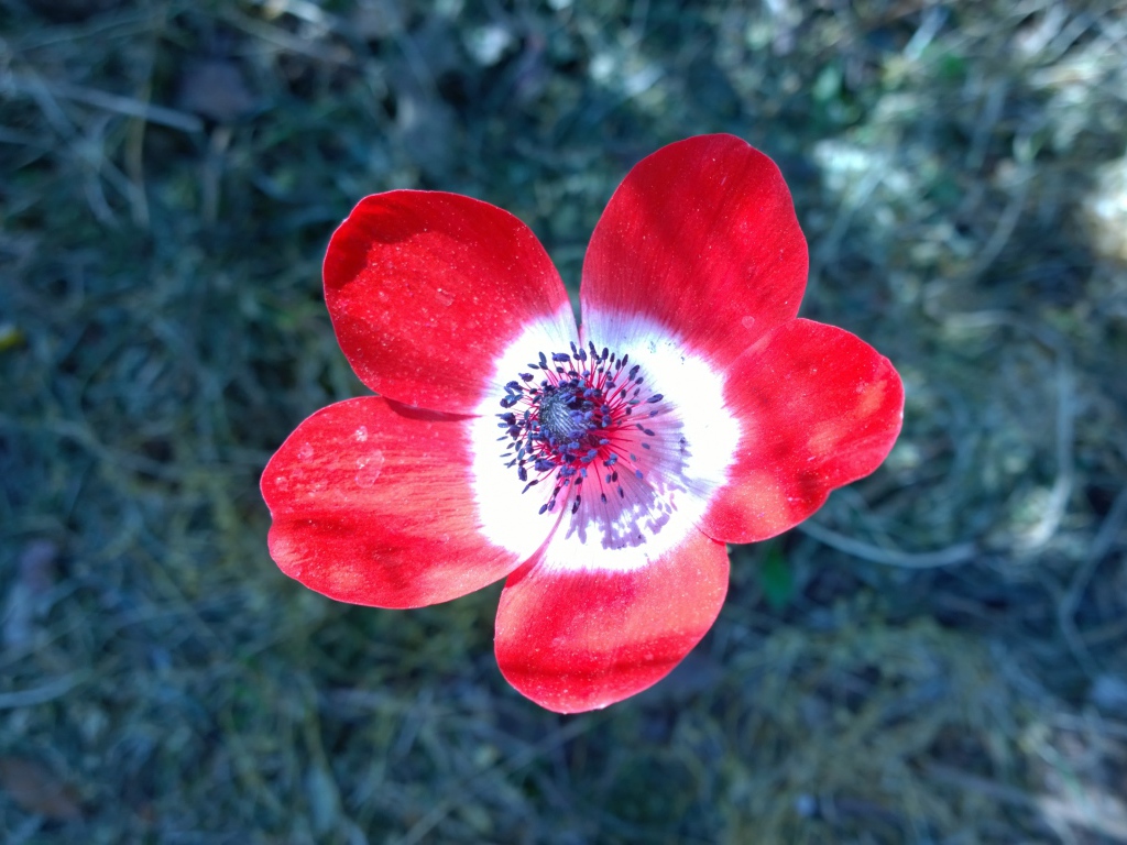 Красный цветок анемоны крупным планом