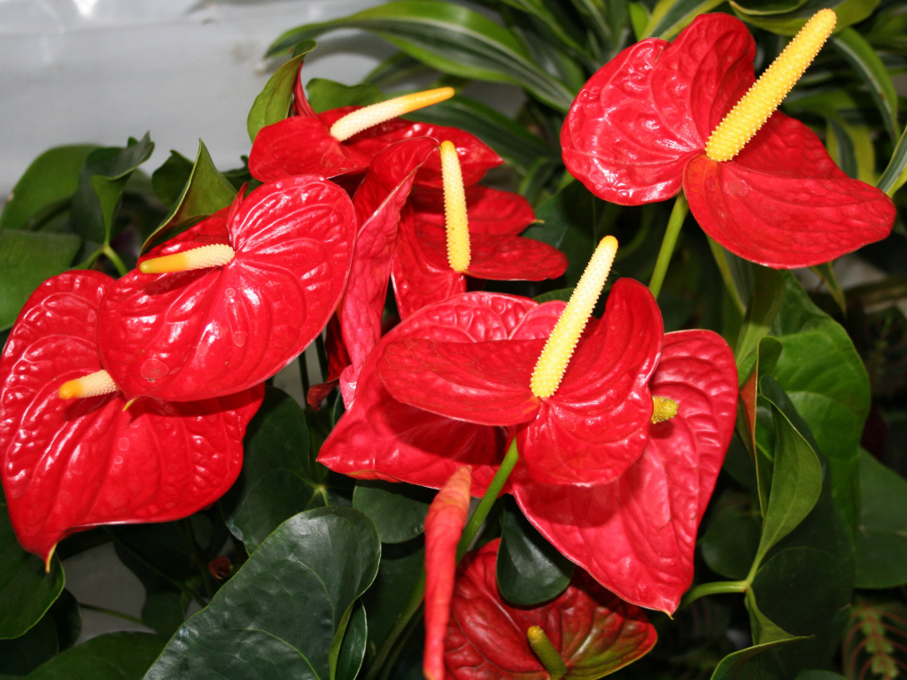Красные цветы антуриум крупным планом