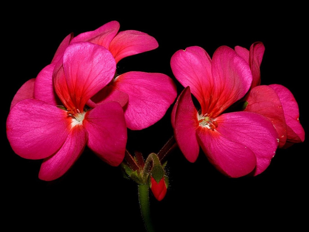 Красные цветы герани на черном фоне крупным планом