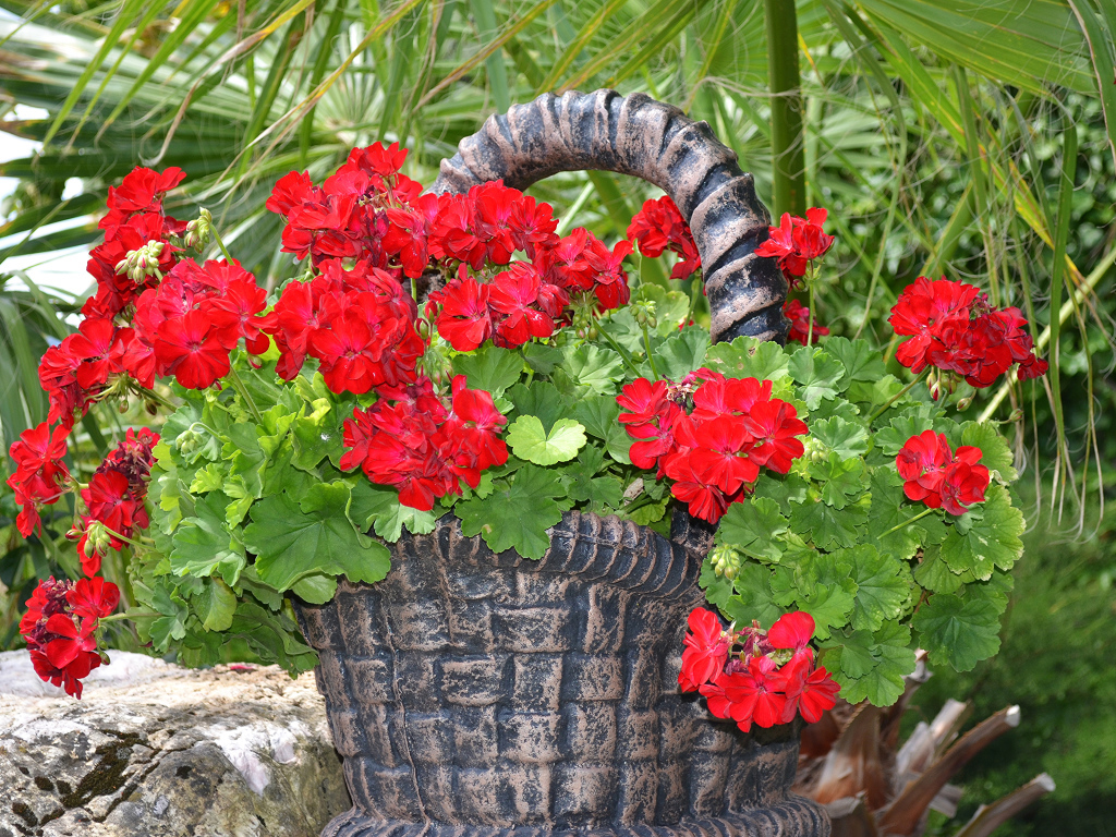 Красная герань в цветочном горшке в форме корзины