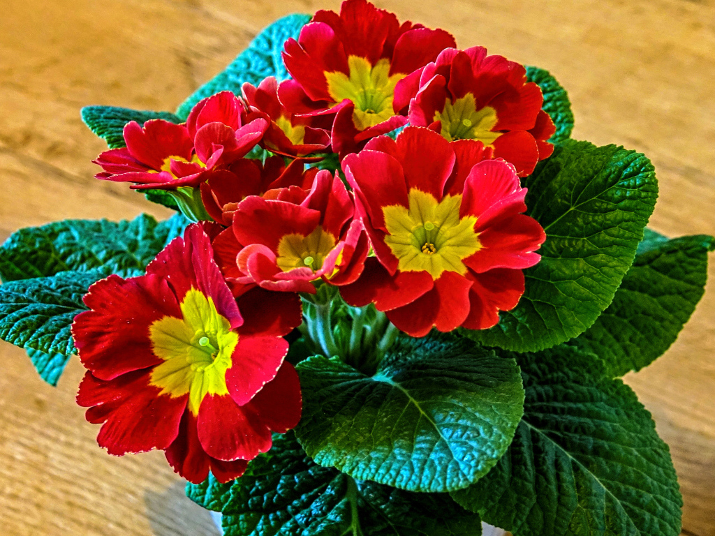 Красный цветок примула крупным планом 