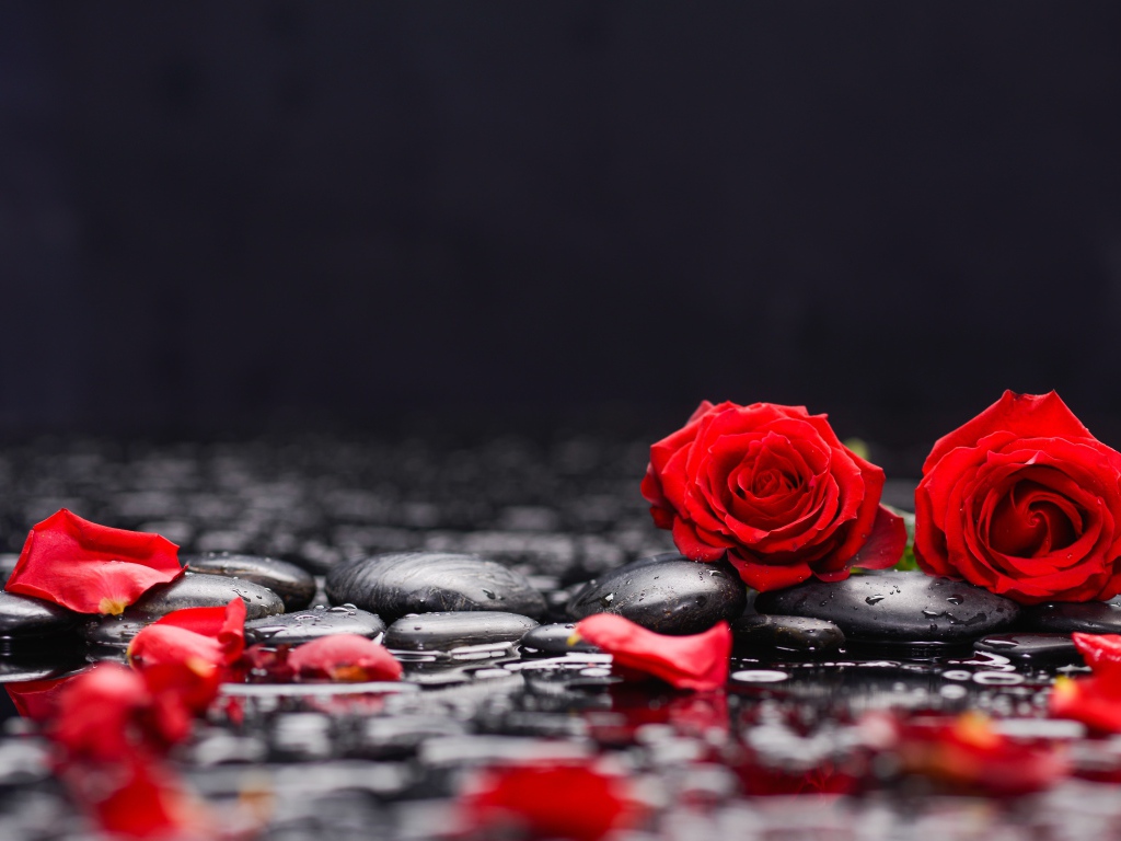 Красные розы на черных камнях в воде