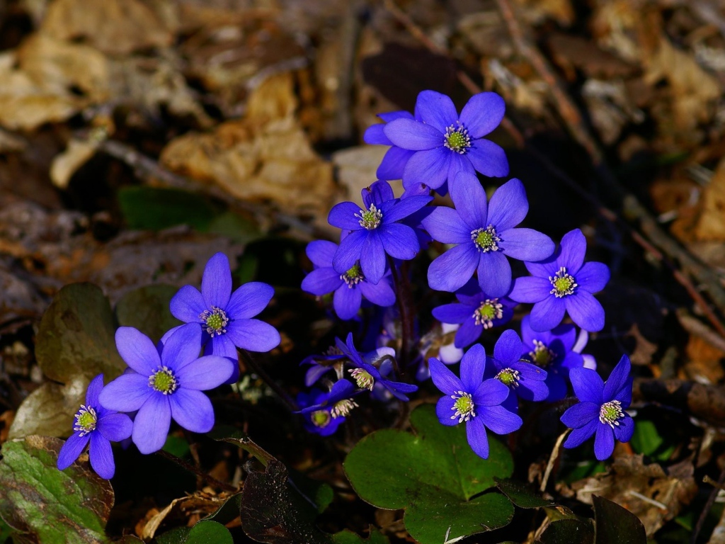 Маленькие синие цветы в сухой листве
