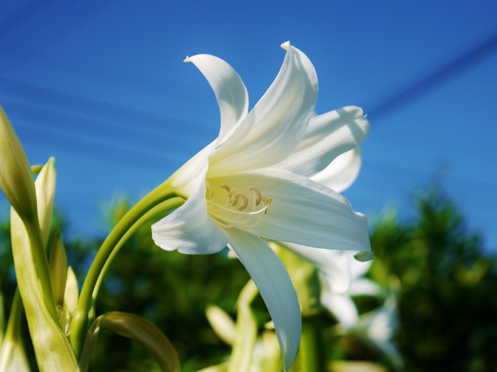Белоснежная лилия под красивым голубым небом крупным планом