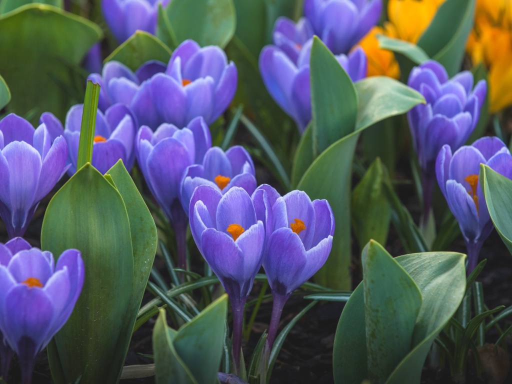 Весенние первоцветы сиреневые крокусы 
