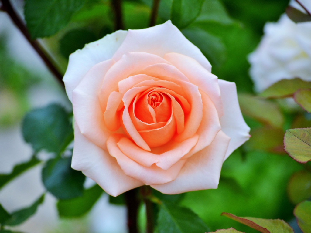 Нежная садовая роза кремового цвета 