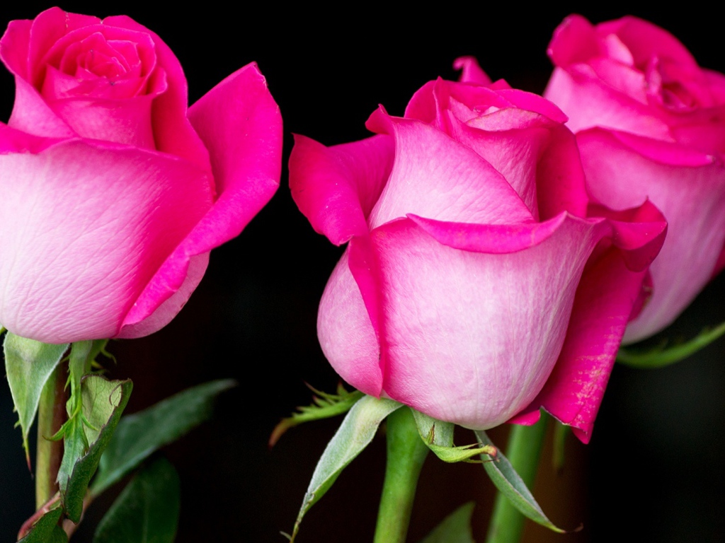 Три красивых розовых розы на черном фоне 
