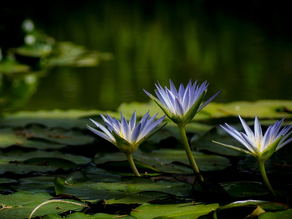 Три красивые фиолетовые кувшинки в воде