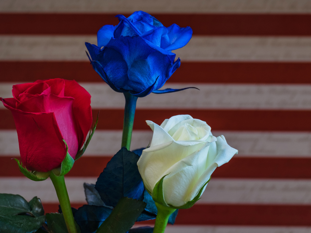 Три разноцветные розы крупным планом