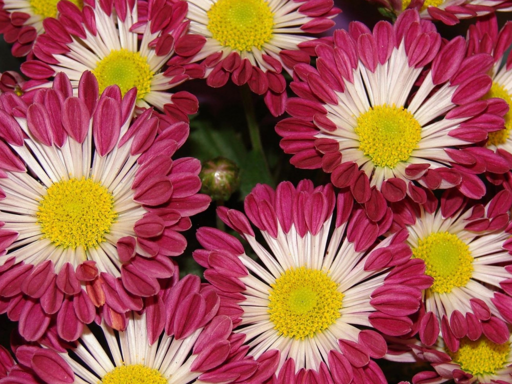 Двухцветные хризантемы крупным планом